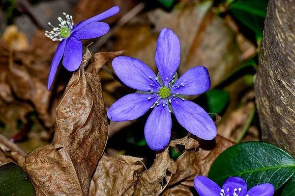 Le printemps va bientôt arriver