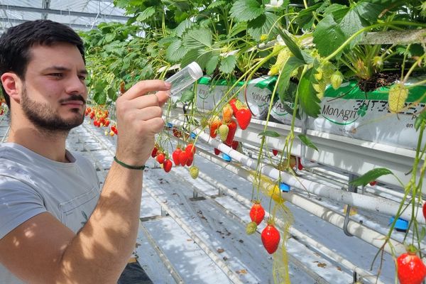 Dans cette culture de fraises sous serre près de Brest, les premiers lâchers d'insectes parasitoïdes sont expérimentés ce 9 avril 2024