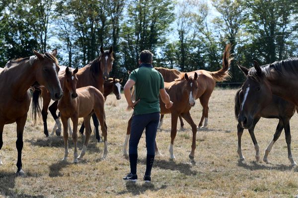 L'angoisse des éleveurs de chevaux touche toute la France