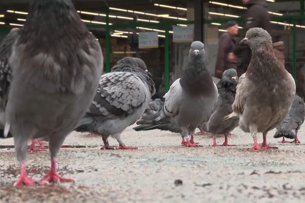 Sur la place du Val Fourré, les pigeons tapissent le sol