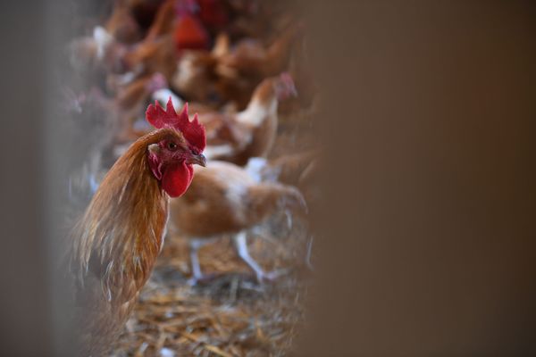 Après 8 mois d'alerte maximum sur l'épizootie d'influenza aviaire, la tension se relâche un peu. Les volailles peuvent ressortir sauf dans onze communes du Nord