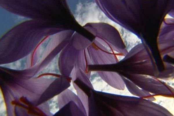 le crocus qui donnera le safran, une épice plus chère que l'or