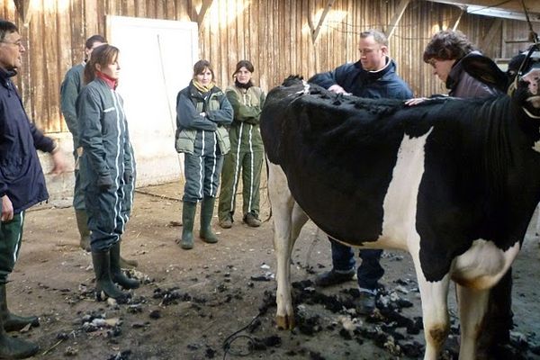 Les techniques de tonte/clippage et de présentation ont pour but de masquer les défauts et de mettre en valeur les qualités de son animal sur un concours.