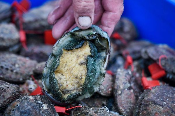 Les ormeaux pêchés doivent être d'au moins 9 cm de diamètre, taille minimum autorisée