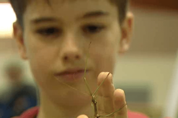 Lucas adore les insectes et particulièrement les phasmes. Il est de Canet-en-Roussillon.