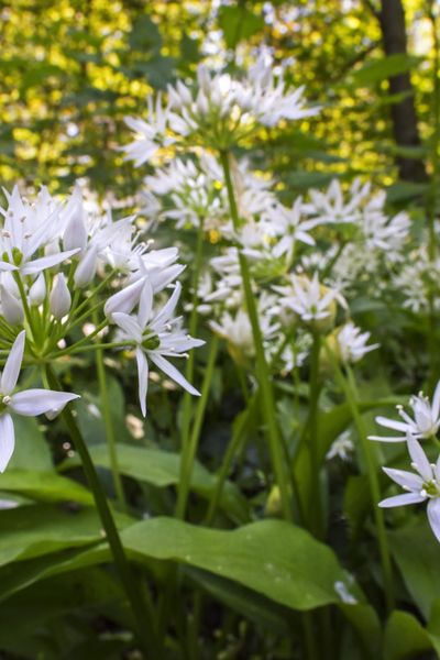 La fleur de l'ail des ours est distinctive, mais pour le consommer, on le cueille avant sa floraison