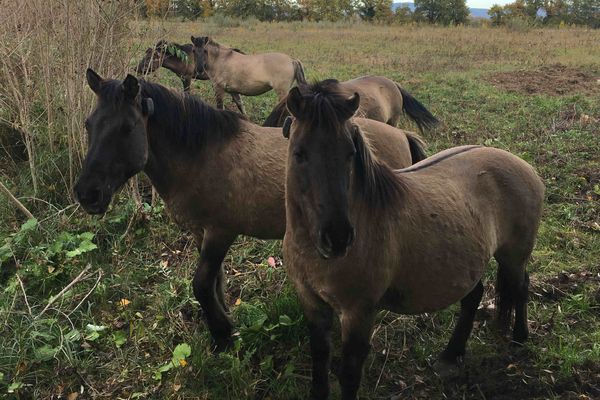 Les cinq chevaux Konik Polski, trois juments et deux hongres, sur l'Ile du Rhin