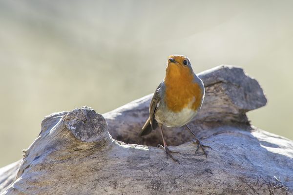 Karine Poirier a dans son jardin des oiseaux tout au long de l'année.