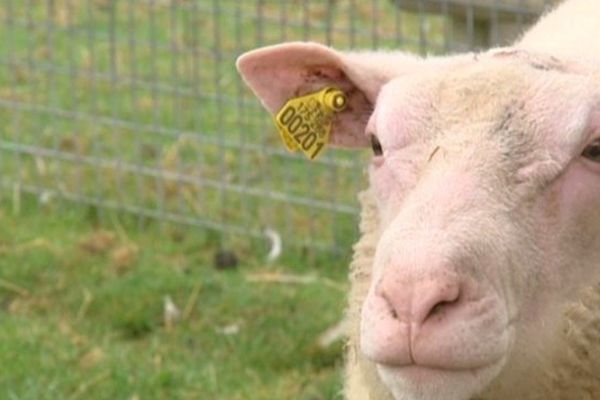 Faute de place suffisante, la Colline aux oiseaux est obligée de se séparer de quelques uns de ses animaux. C'est la 4e vente de ce type organisée par la Ville