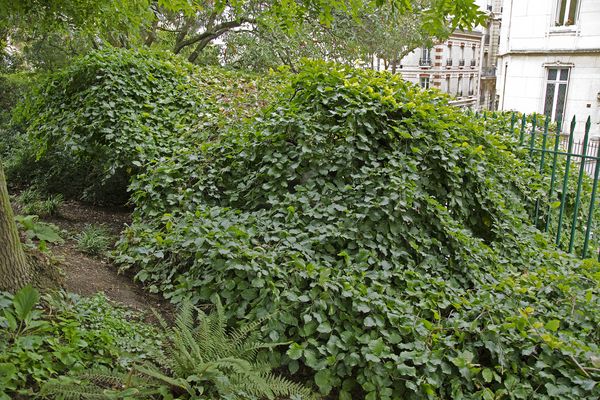 Le fau de Verzy des arènes de Lutèce, classé arbre remarquable