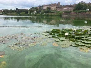 Dans le port de plaisance de Saverne, la présence de ces bactéries a coloré l'eau du canal de la Marne au Rhin en vert.