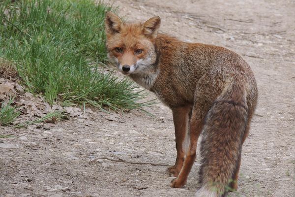 Selon l'association, près d'un million de renards sont victimes chaque année en France de piégeurs ou de chasseurs.