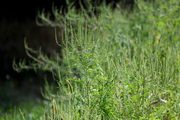 L'ambroisie est une mauvaise herbe qui se développe notamment proche des routes ou des cours d'eau.