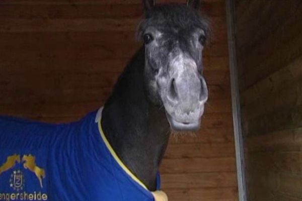 Ce cheval est né il y a quatre ans. Il est le clone d'un étalon de 17 ans, Levisto.