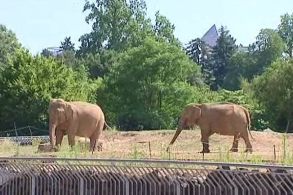 Baby et Népal ... les deux éléphantes très "médiatisées" du parc zoologique de la Tête d'Or, ont quitté leur enclos pour une propriété de la famille Grimaldi. (photo juillet 2013)