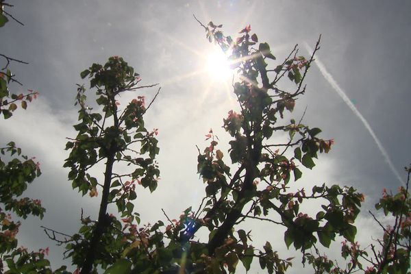 Les agriculteurs du secteur de Rivesaltes et Espira-de-l'Agly dans les Pyrénées-Orientales appellent à l'aide. Alors que la sécheresse a décimé des dizaines d'hectares de vergers et de vignes, ils demandent au Ministre de l'agriculture de venir sur place.