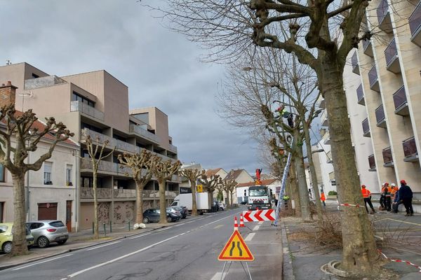 Du 12 février au 15 mars 2024, des arbres du quartier Jean Jaurès, à Reims, font l'objet d'une campagne d'élagage.