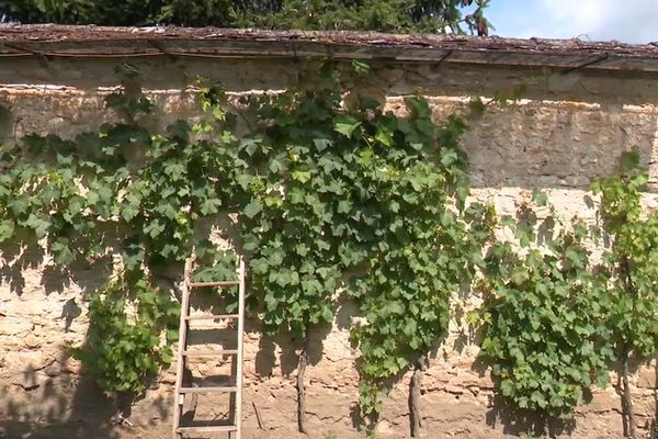 Murs de vignes : un grand chantier fait revivre cette tradition francilienne vieille de plusieurs siècles