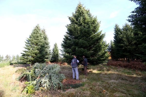 Un quart des sapins de Noël sur quatre français a poussé dans le Morvan.