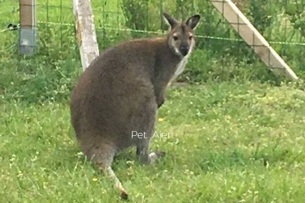 Skippy, le wallaby marron en fuite serait actuellement aux alentours de Chasseneuil, près de Saint-Symphorien-sur-Couze, en Haute-Vienne.