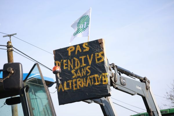 Le président et la vice-présidente de la Région Hauts-de-France ont adressé un courrier au ministre de l'Agriculture Marc Fenseau, pour lui demander de déployer des moyens de lutter contre les ravageurs de cultures.