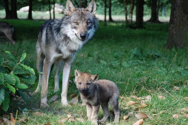 La meute de loups d'Europe accueille ses premiers petits depuis trois ans. 