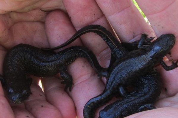 Le ramassage des amphibiens bat son plein et après près de trois ans d'absence trois Tritons crêtés ont été trouvés dans les caniveaux.