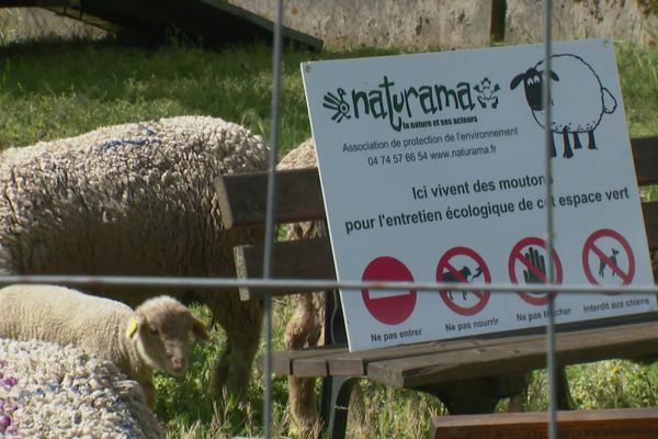 Des moutons pour préserver les orchidées sauvages