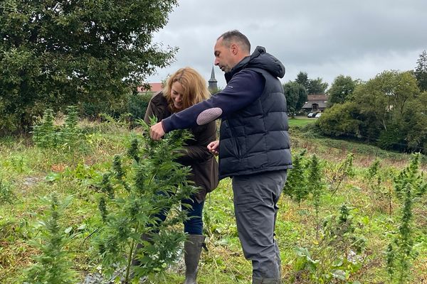 À Saint-Martin-Terressus, en Haute-Vienne, Isabelle et Aurélien ont fait le choix de se reconvertir dans la culture du chanvre il y a quatre ans. Anciens professionnels de la finance de marché et de la gestion de projet, ils ont souhaité changer de vie pour se rapprocher de la nature.