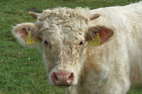 Une vache de race charolaise, élevée pour sa viande. Photo d'illustration 