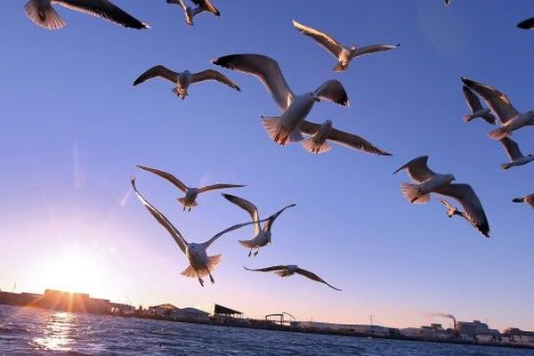 Des mouettes et des goélands suivent un bateau de pécheur sur l'étang de Thau au petit matin. 