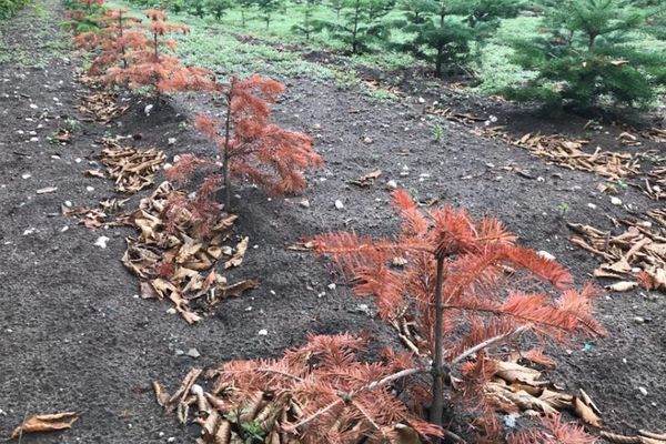 Près de Haguenau, les jeunes sapins n'ont pas résistés à la chaleur et au manque d'eau de cet été 2022.