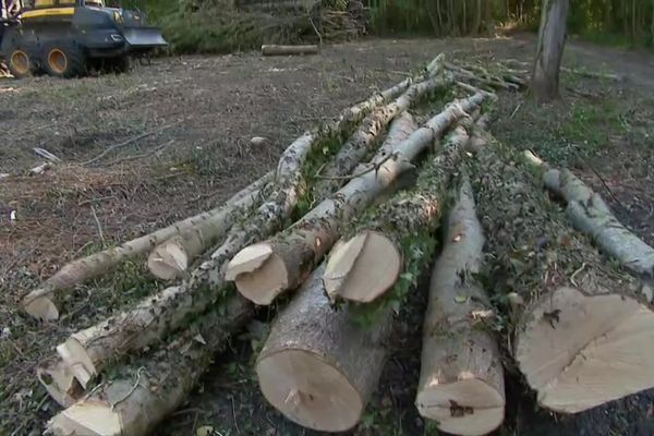 Les exploitations forestières sont à l'arrêt dans la Vienne