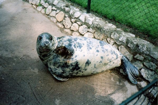 Bobby le phoque a passé 40 ans dans son enclos du jardin botanique de Tours.