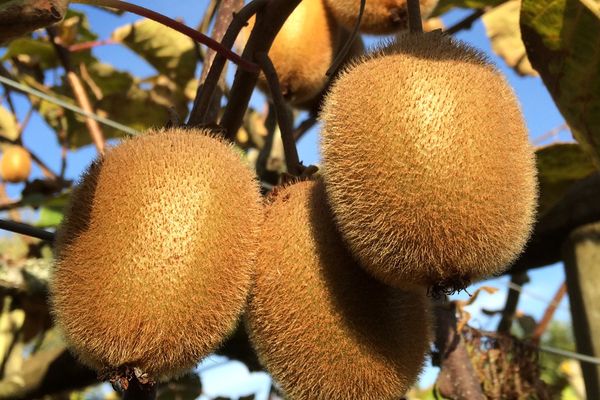 La Charente-Maritime compte une dizaine de producteurs de kiwis.