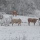 Le premier épisode neigeux marquant de la saison à basse altitude est donc attendu pour jeudi 21 novembre dans les Alpes-du-sud, placés en vigilance jaune "avalanches".