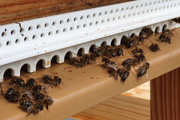 Les abeilles noires de Normandie 