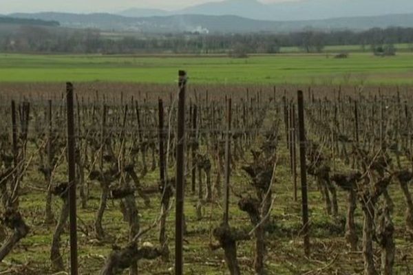 Ici 12 hectares de gewurzttraminer du Gard sont cultivés.