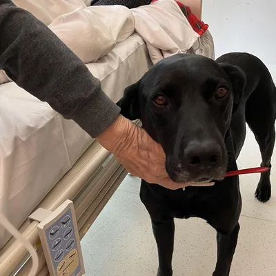 Lucky au chevet d'une résidente à l'hôpital d'Antibes.