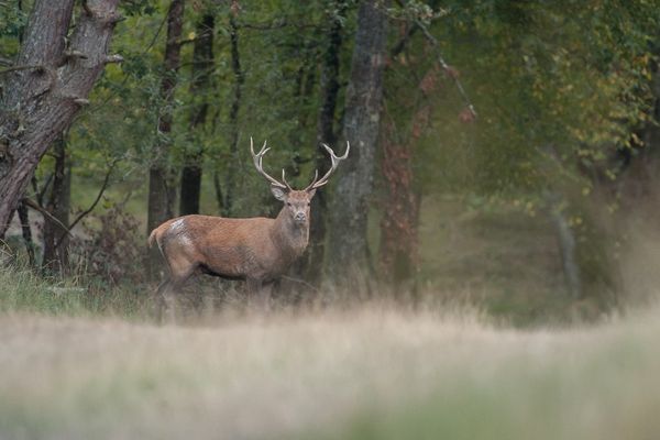 Le suivi d'un cerf, équipé d'un collier GPS, montre qu'après une année passée en Lozère, il 'est de retour pile-poil pour la saison du brame en Aveyron.