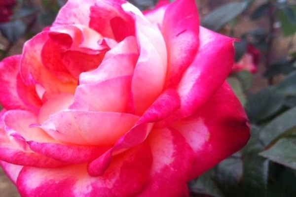 Bicolore, rouge cerise et jaune clair à l'intérieur , la nouvelle rose a été baptisée ce matin à la Roseraie Barth à Lochwiller dans le Bas-Rhin