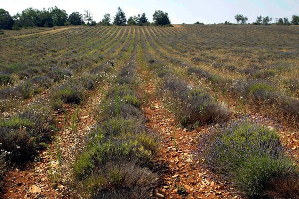 La production de lavande est fortement impactée par les épisodes de sécheresse à répétition dans le département du Vaucluse, où 11 communes sont reconnues en état de catastrophe naturelle