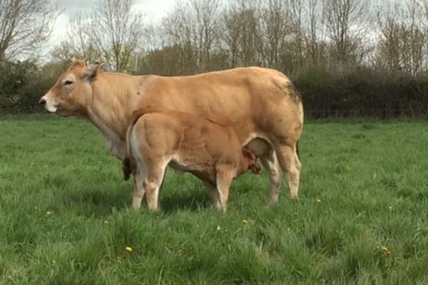 Une naissance sur deux est un mâle mais les Français préfèrent consommer la viande des femelles.