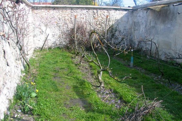 Les murs à pêches de Montreuil, patrimoine de la ville