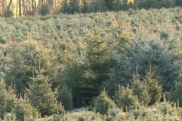 Plus de 150.000 sapins sont plantés chaque année par les pépinières Robin.