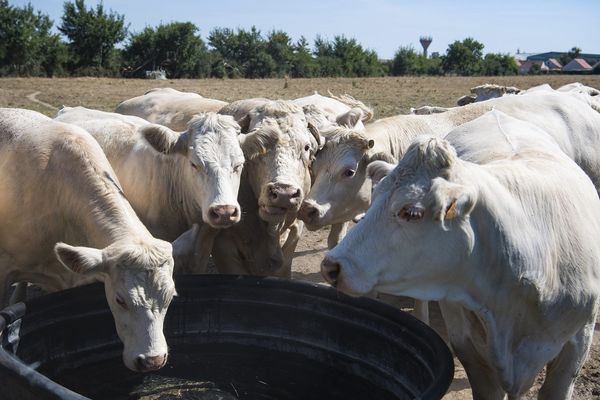 Face aux sécheresses à répétition, des éleveurs tentent de trouver des solutions pour stocker l'eau et pouvoir abreuver leurs bêtes pendant l'été.