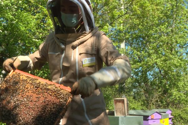 A cause du coup de gelée sur les fleurs, Mathieu Domecq, apiculteur à Lavaur tire un trait sur sa récolte de miel de printemps.