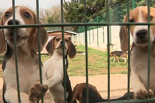 Chiots Beagles mis à l'adoption