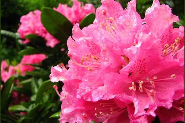 Rhododendron sous la pluie...