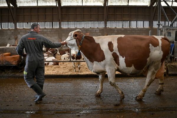 La FNSEA appelle les agriculteurs à manifester le 15 novembre 2024. Agriculteur depuis plus de 25 ans dans le Sud-Manche, Raphaël nous confie son quotidien, souvent difficile, dans son exploitation et ses nombreuses inquiétudes.